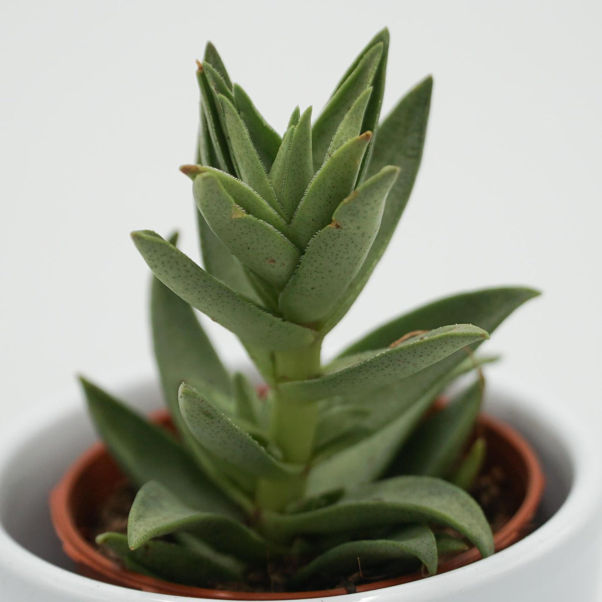 Crassula capitella Sharktooth - 5.5cm