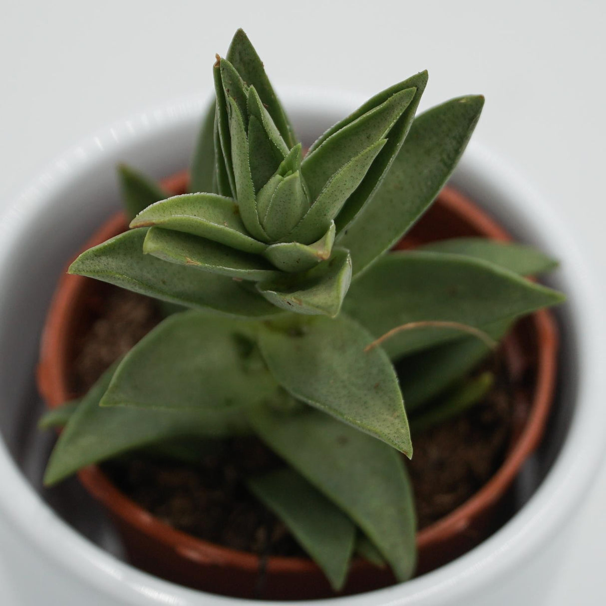 Crassula capitella Sharktooth - 5.5cm