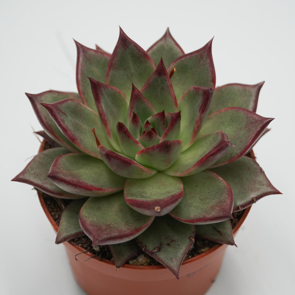 Echeveria Electra - 10.5cm