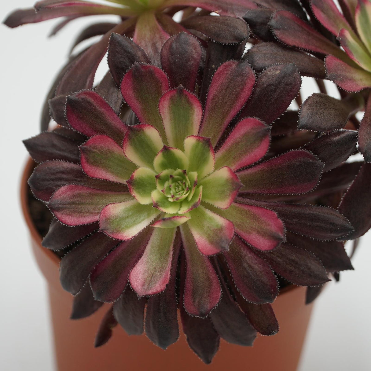 Aeonium Mardi Gras - verzweigt - 10,5cm