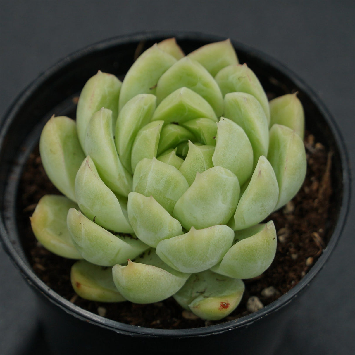 Echeveria Malgan x Queen