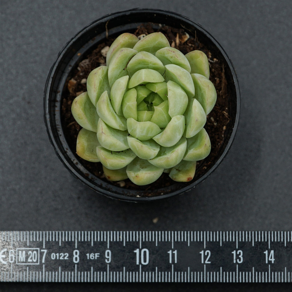 Echeveria Malgan x Queen