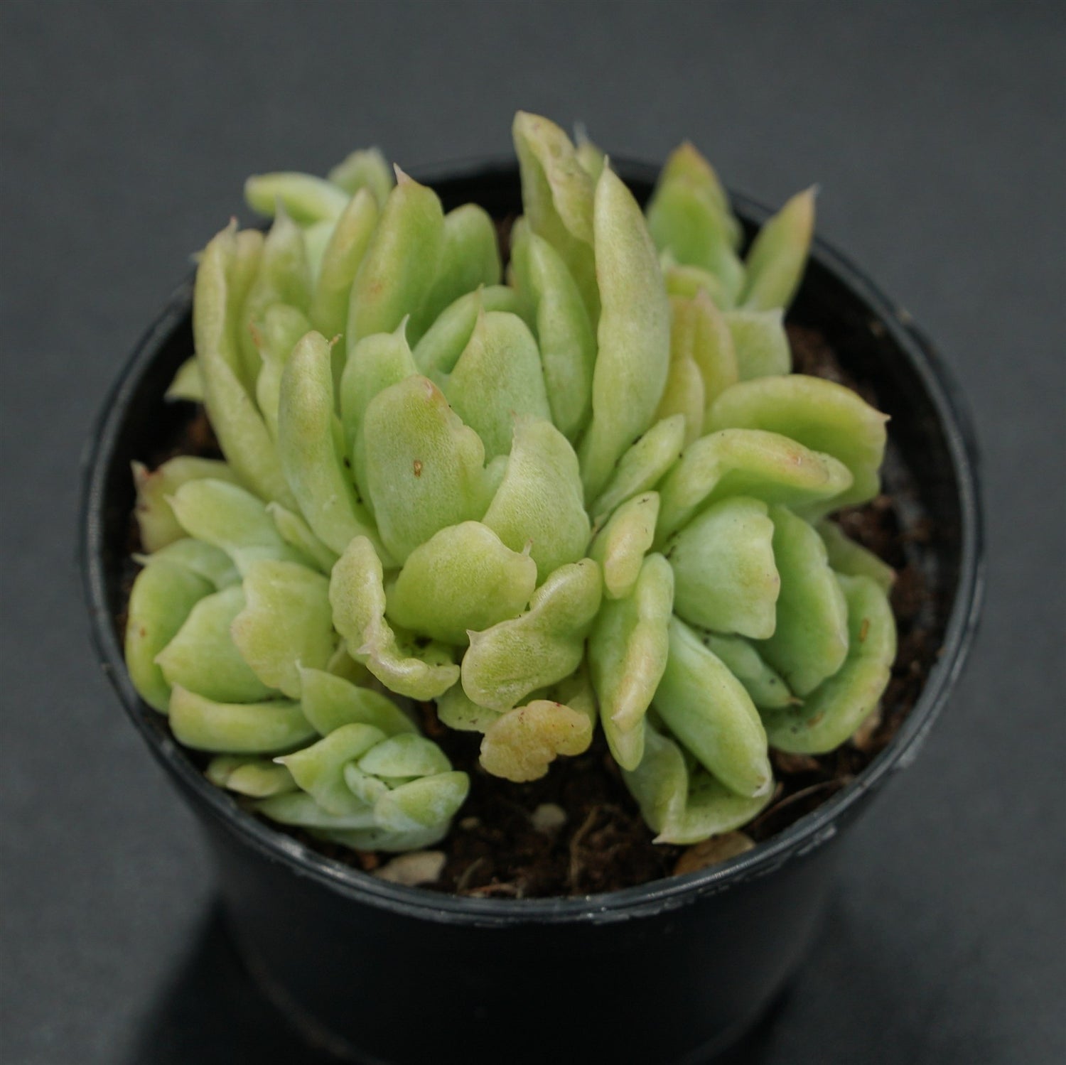 Echeveria Berry f. variegata