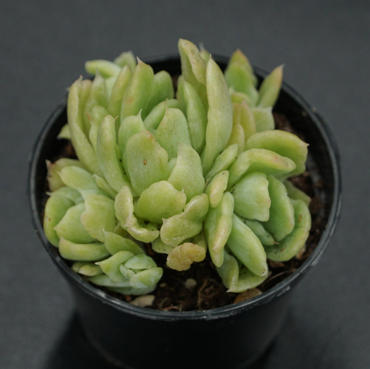 Echeveria Berry f. variegata