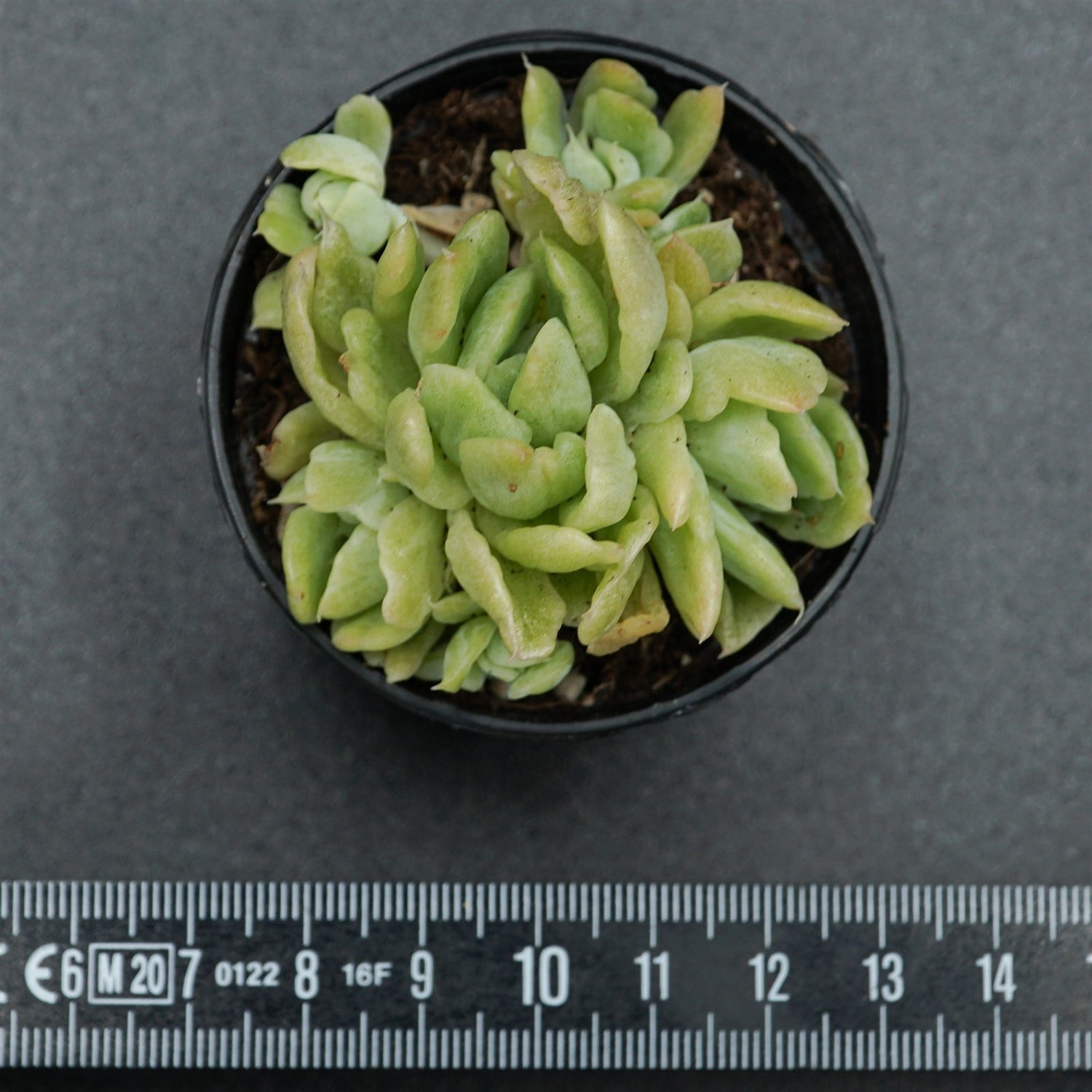 Echeveria Berry f. variegata