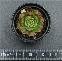 Echeveria longissima var. Bumps