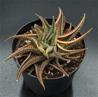 Haworthia limifolia f. variegata