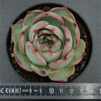 Echeveria Casio