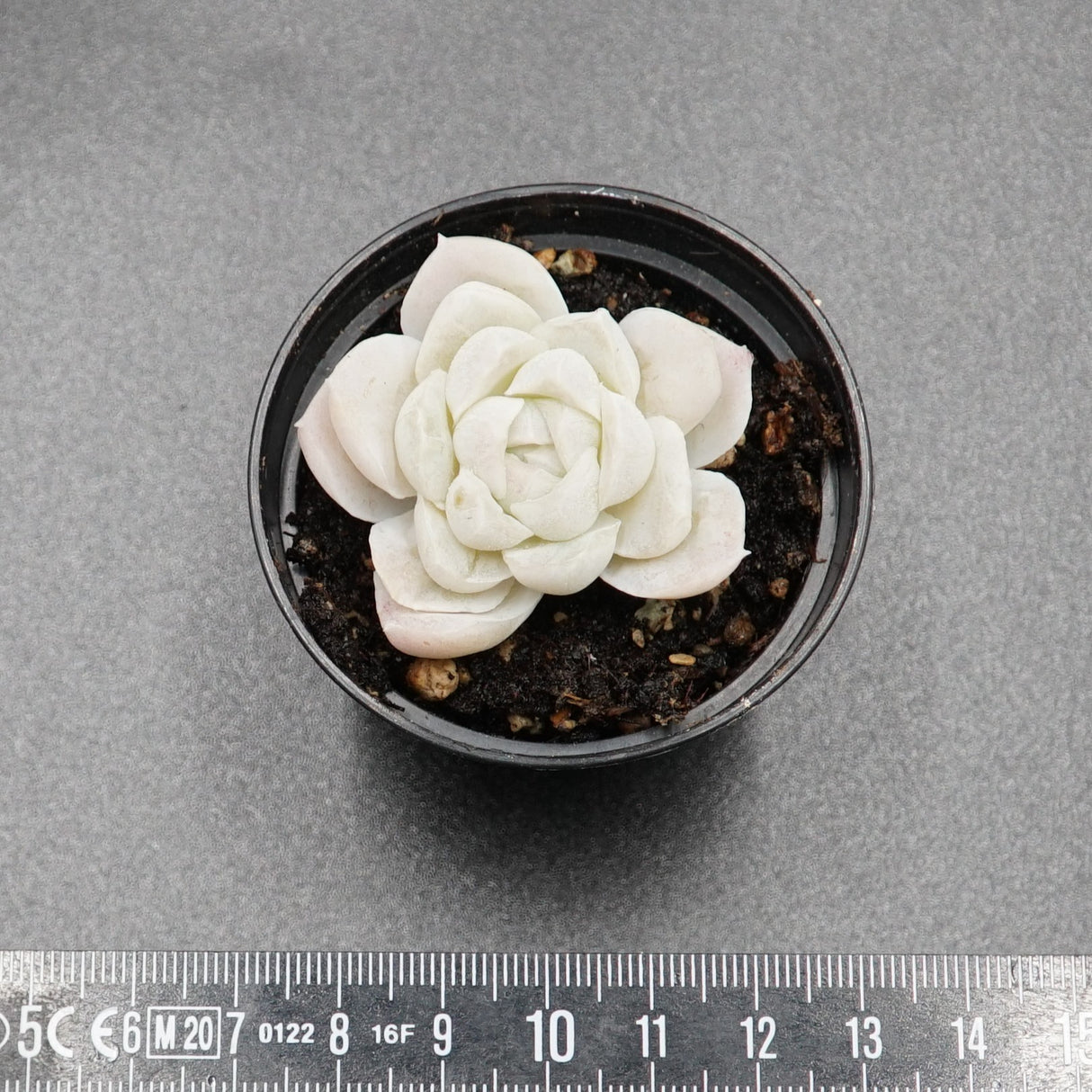 Echeveria Alba