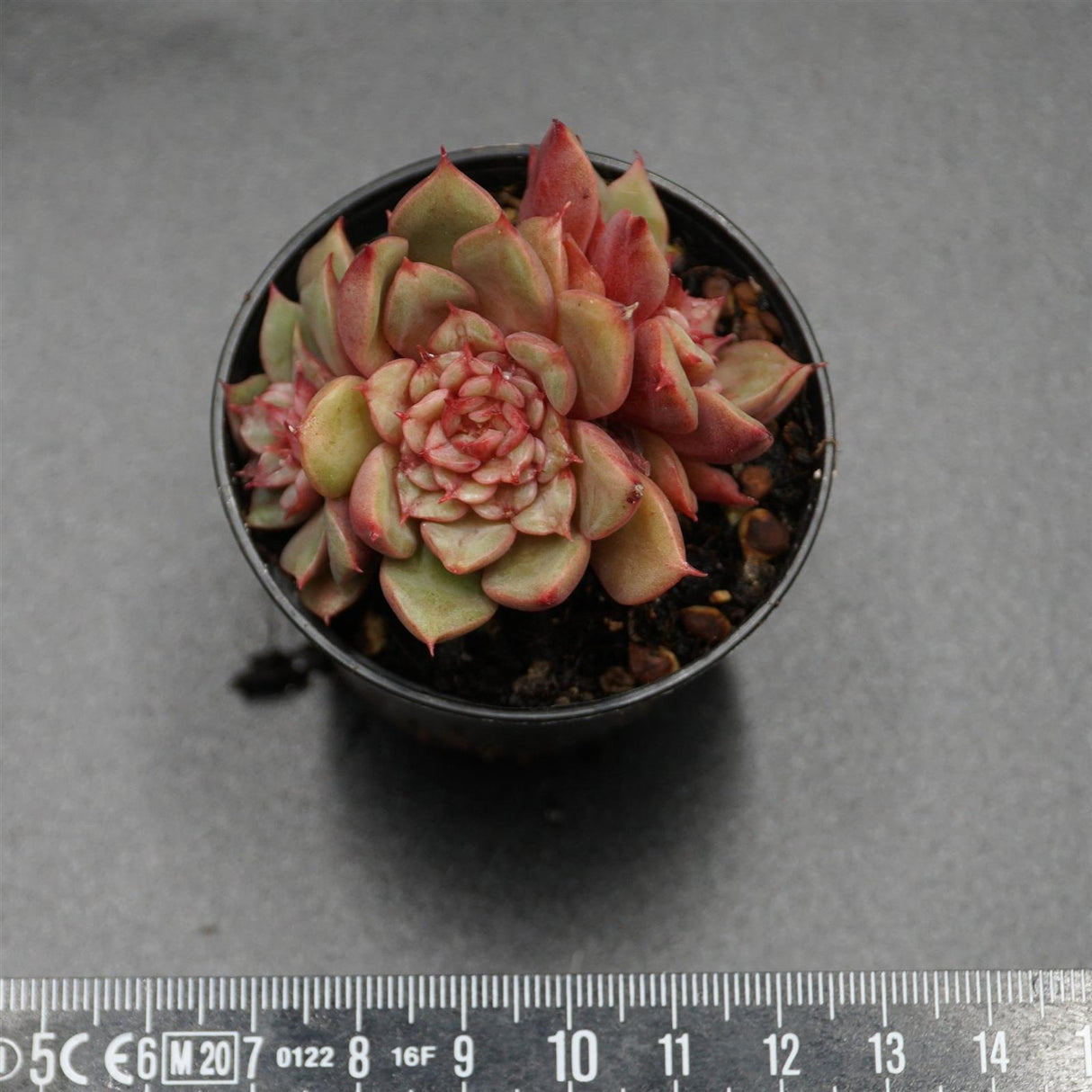 Echeveria Tesla