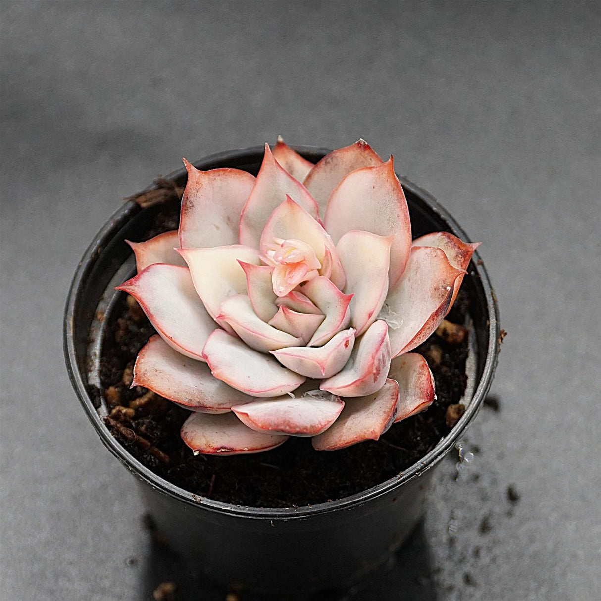 Echeveria Moon Goddes f. variegata