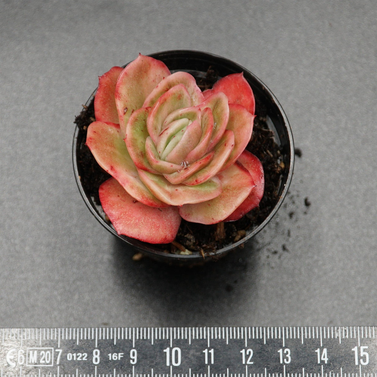 Graptovera Lovely Rose f. variegata