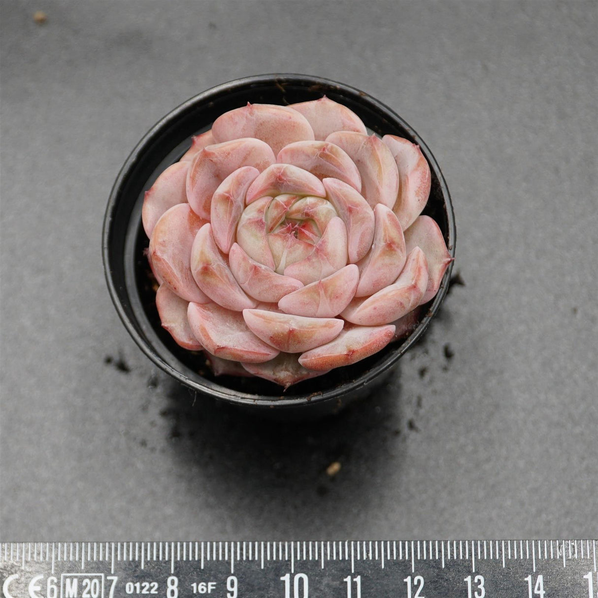 Echeveria Breezy Jenny