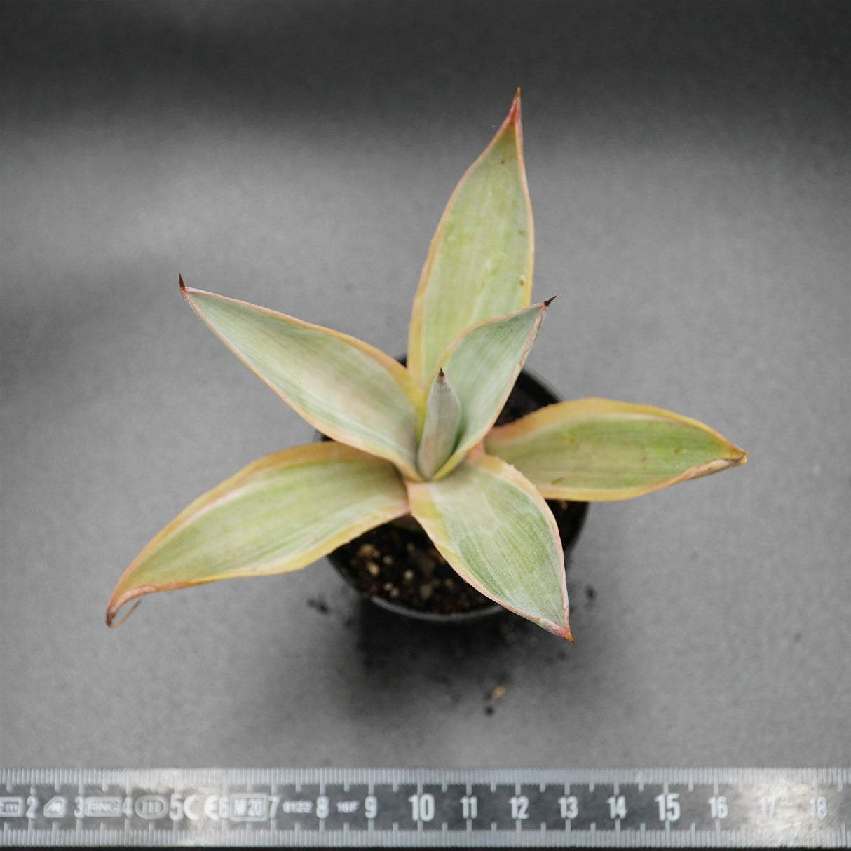 Agave desmettiana
