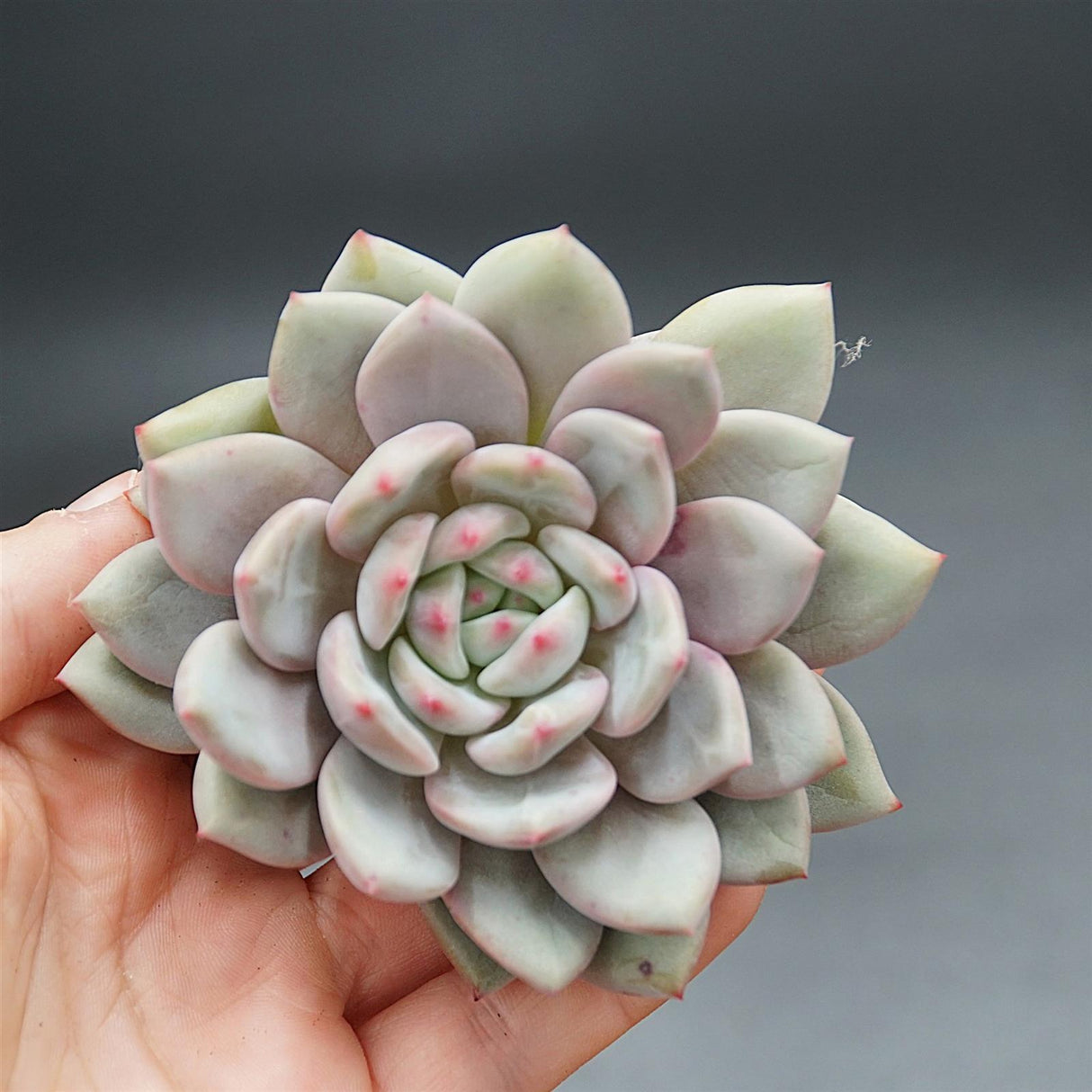 Echeveria Ariel Steckling