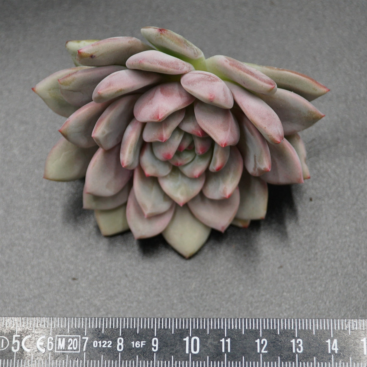 Echeveria Ariel Steckling