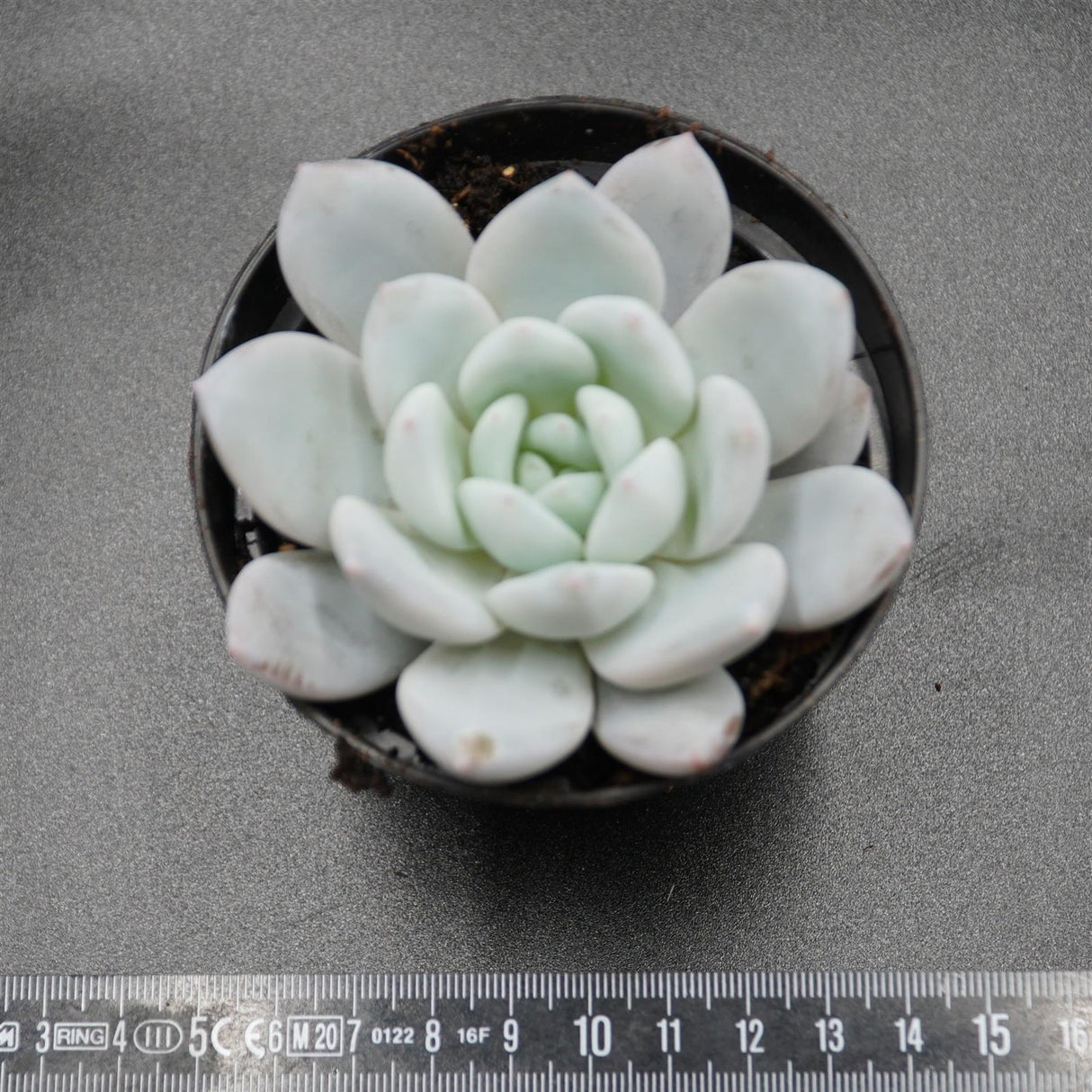 Echeveria Sugar Heart