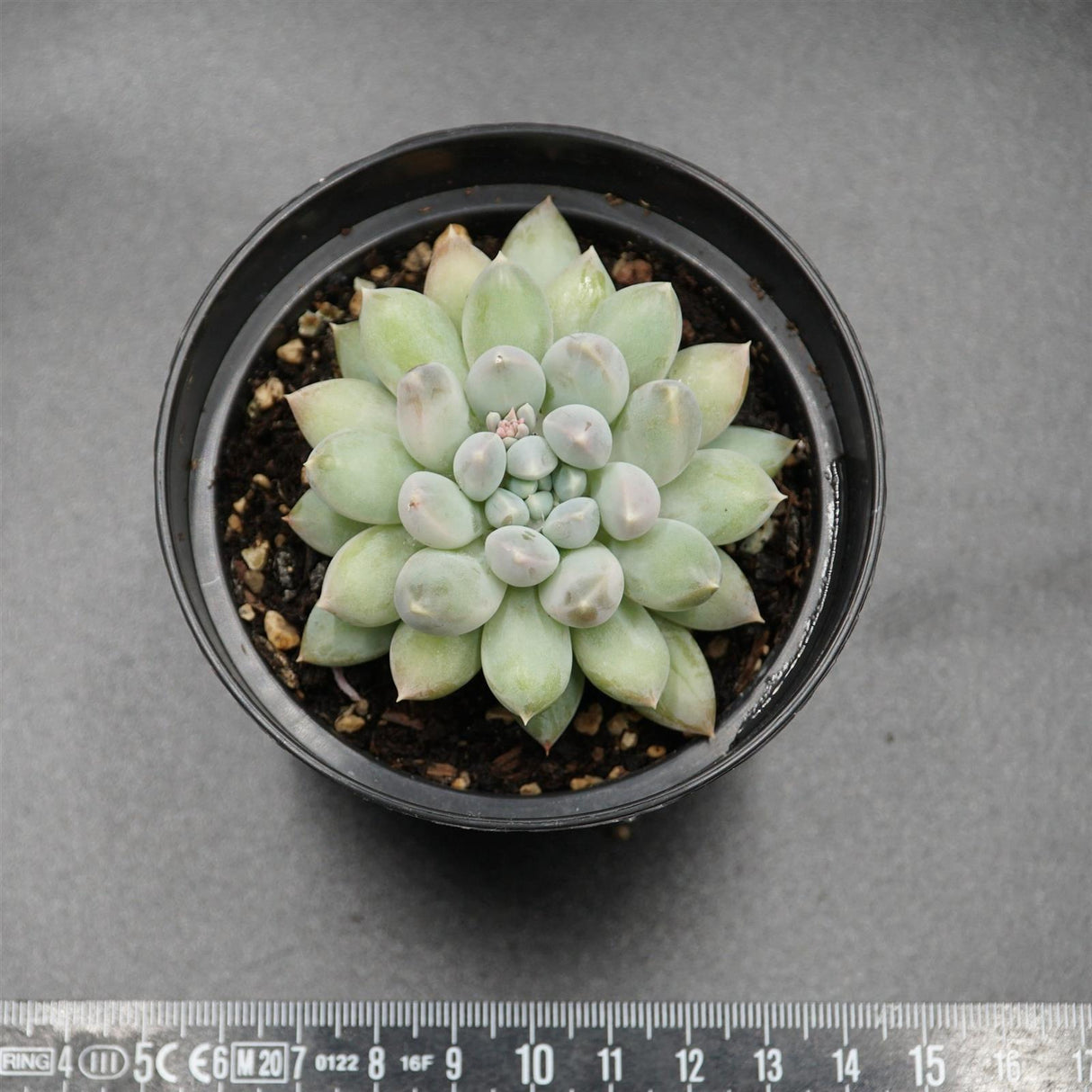 Pachyveria Green Clean
