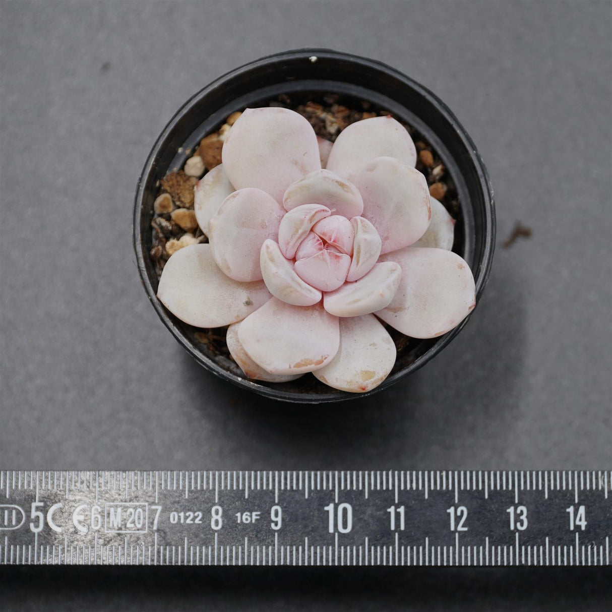 Echeveria Snow Crisp