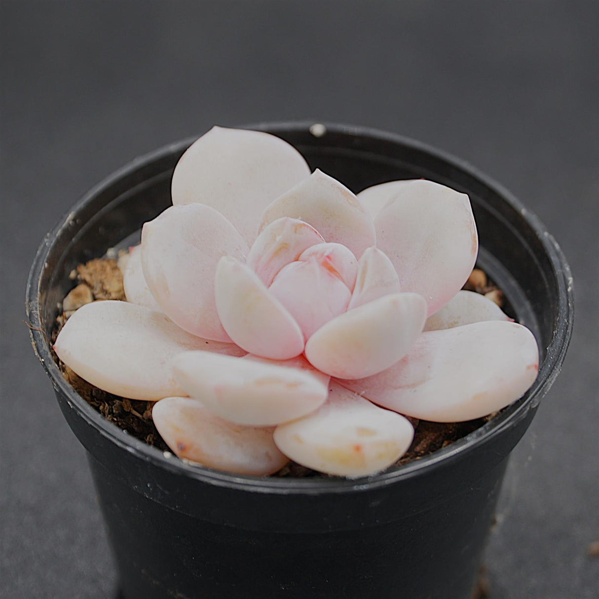 Echeveria Snow Crisp