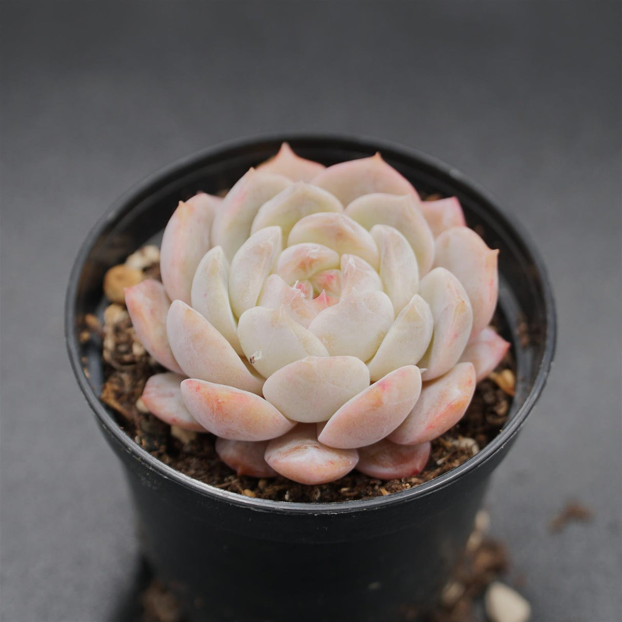 Echeveria Strawberry Milkshake