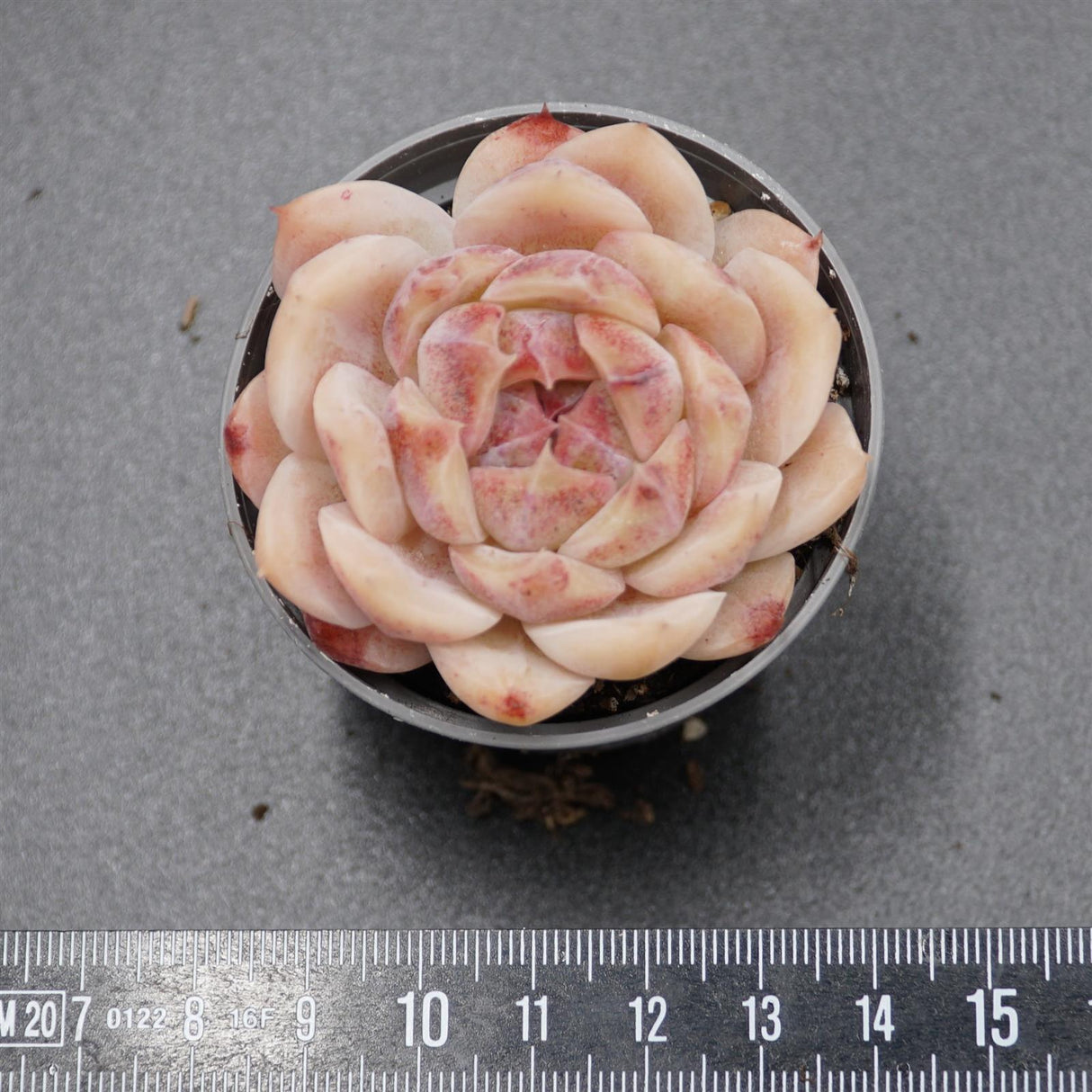 Echeveria Zijin