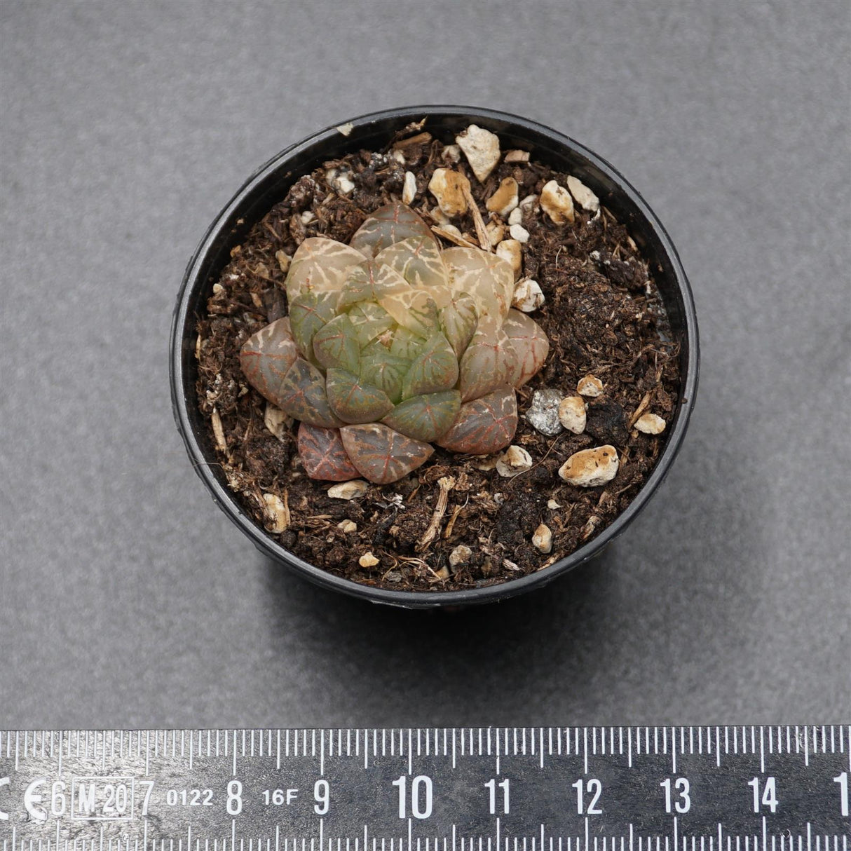 Haworthia Plastic Leather f. variegata