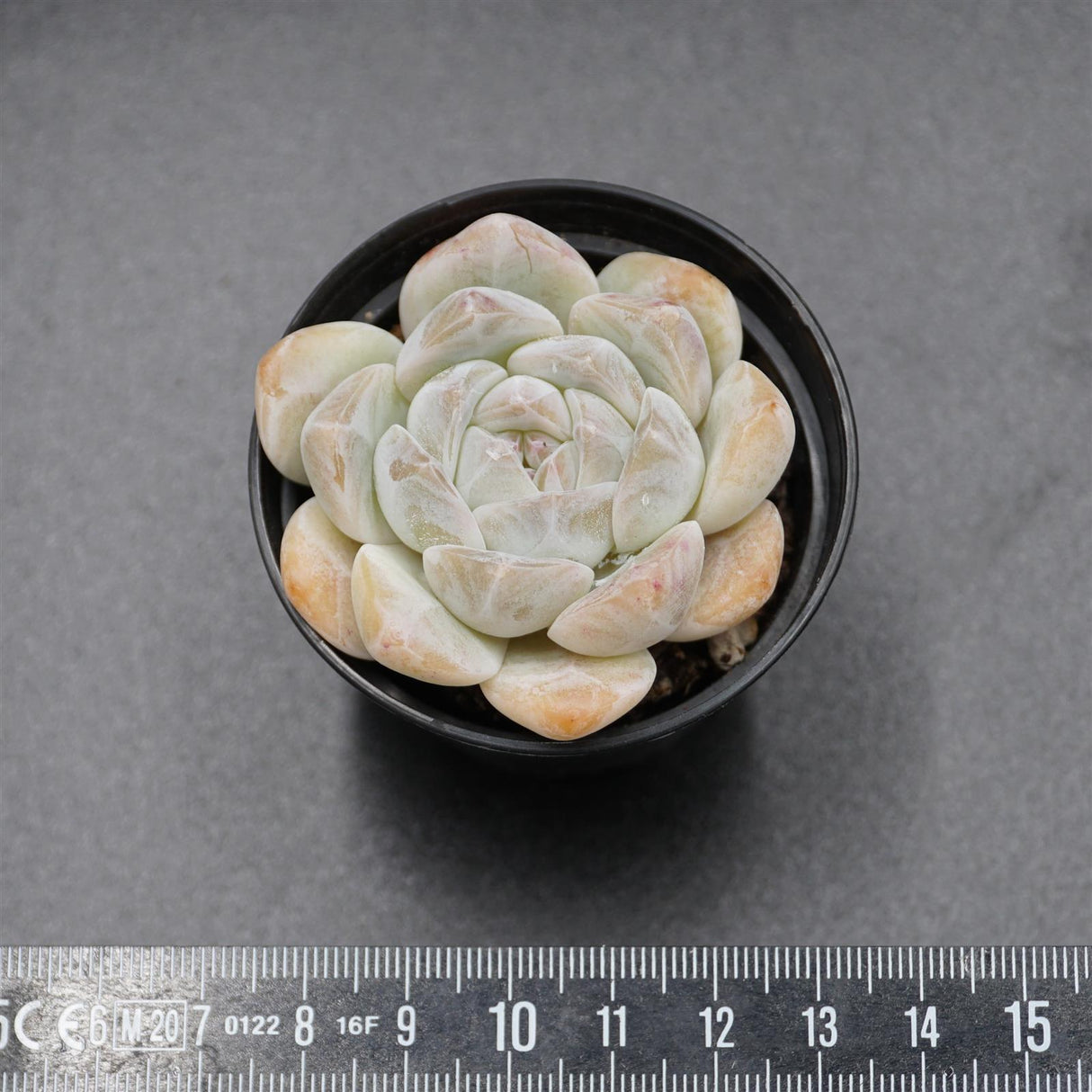 Echeveria Dream Halo