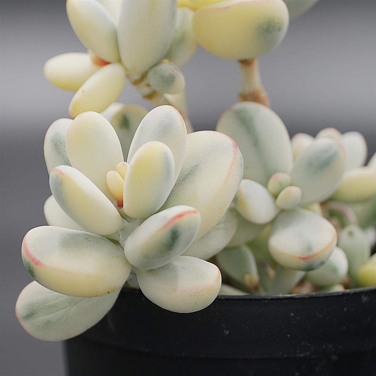 Cotyledon orbiculata f. variegata Cluster (Unicorn Plant)