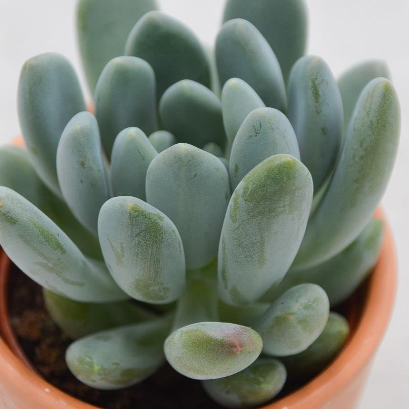 Pachyphytum clavifolia - 6cm