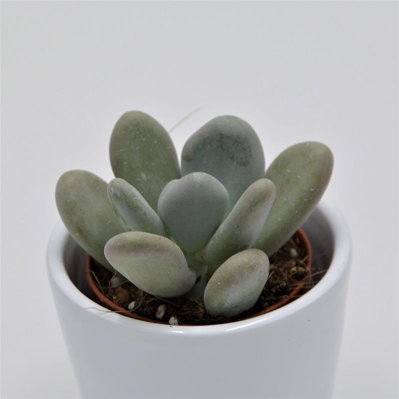 Pachyphytum bracteosum - 5,5cm