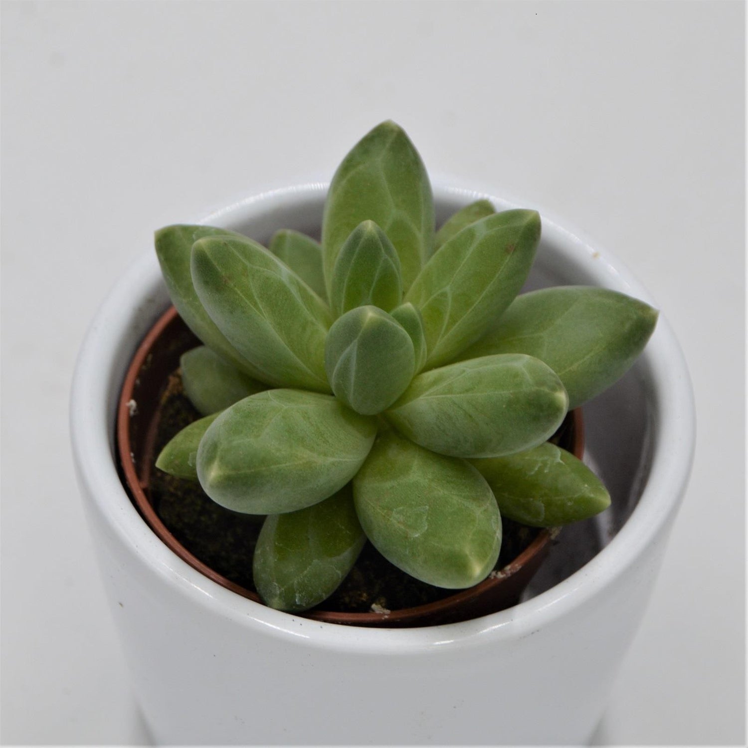Pachyphytum compactum Little Jewel - 5.5cm