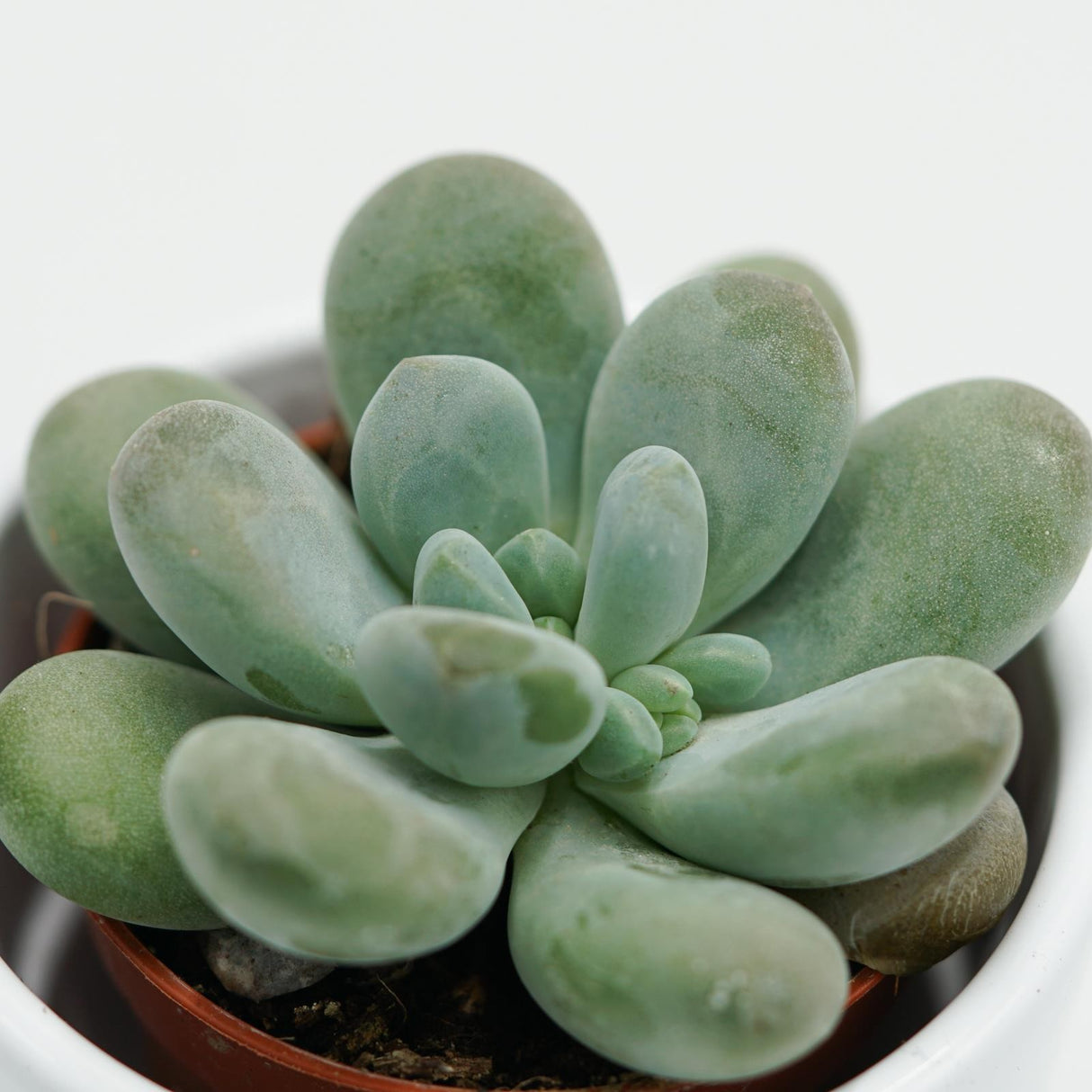 Pachyphytum cuicatecanum - 5,5cm