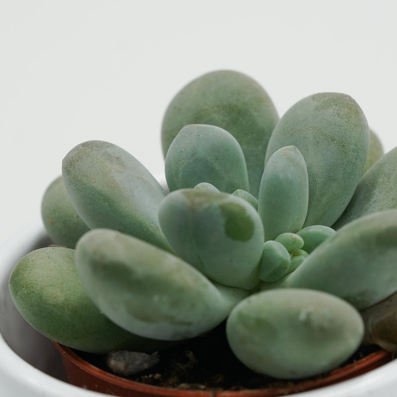 Pachyphytum cuicatecanum - 5.5cm