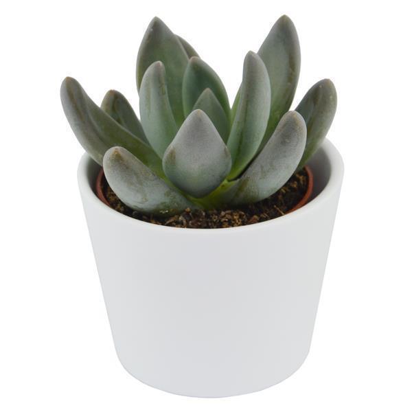 x Pachyveria Blue Mist - 5.5cm