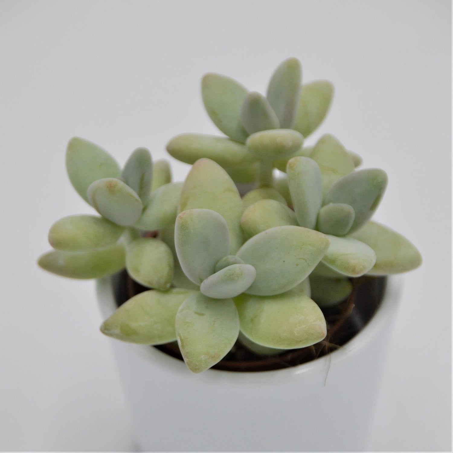 Pachyphytum Green Apple - 5.5cm