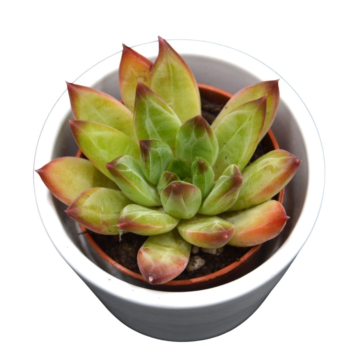 Pachyphytum Purple Rain - 5.5cm