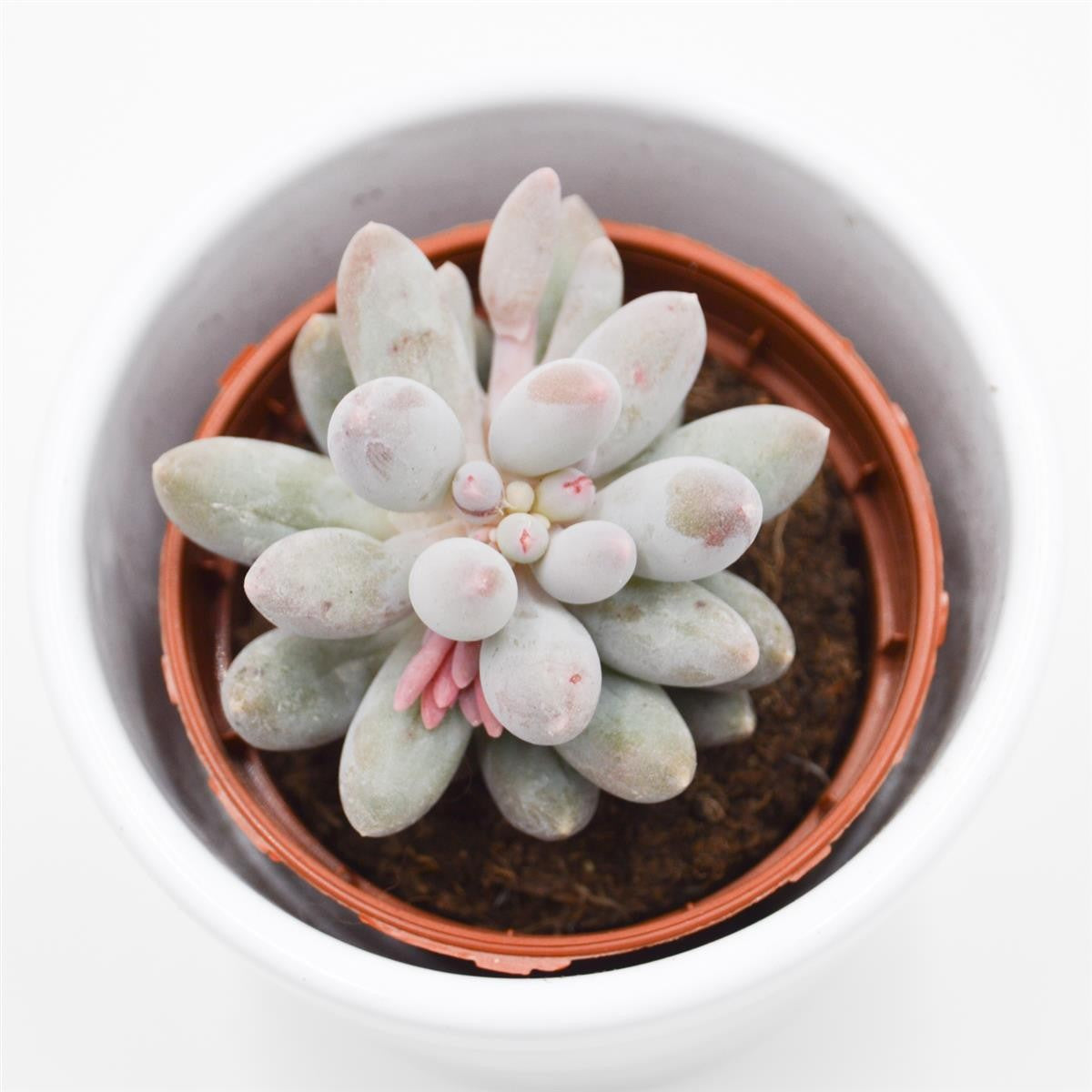 Pachyphytum machucae - 5,5cm