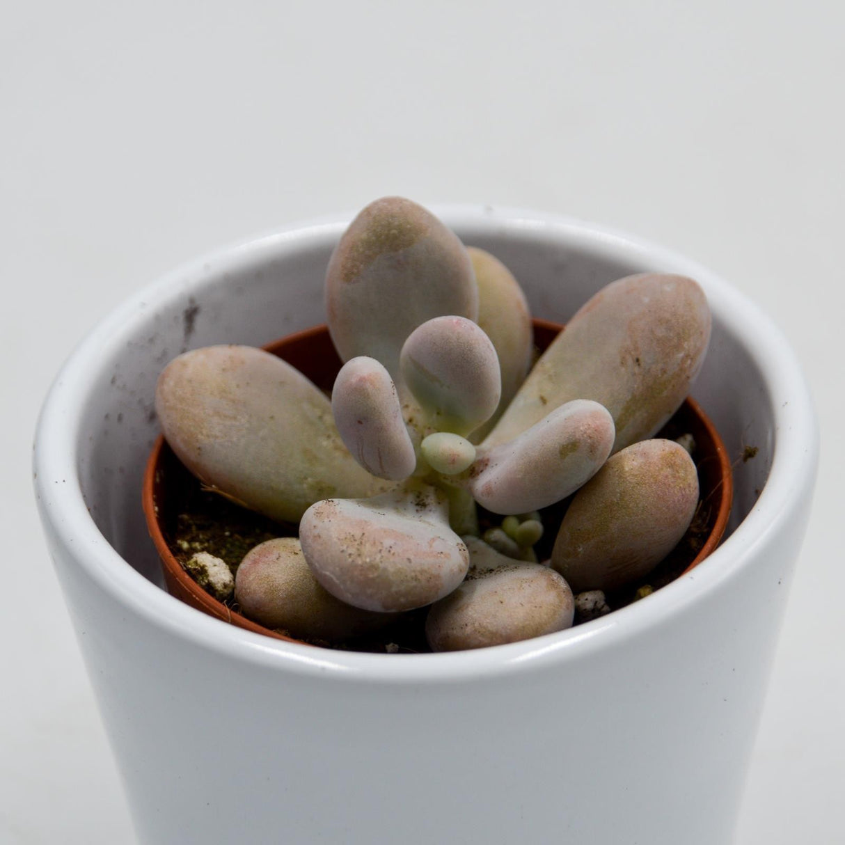 Pachyphytum oviferum Pink Moonstones - 6cm