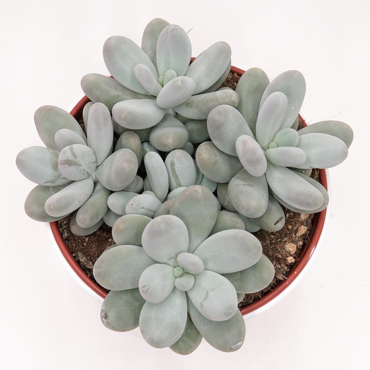 Pachyphytum oviferum - 15cm