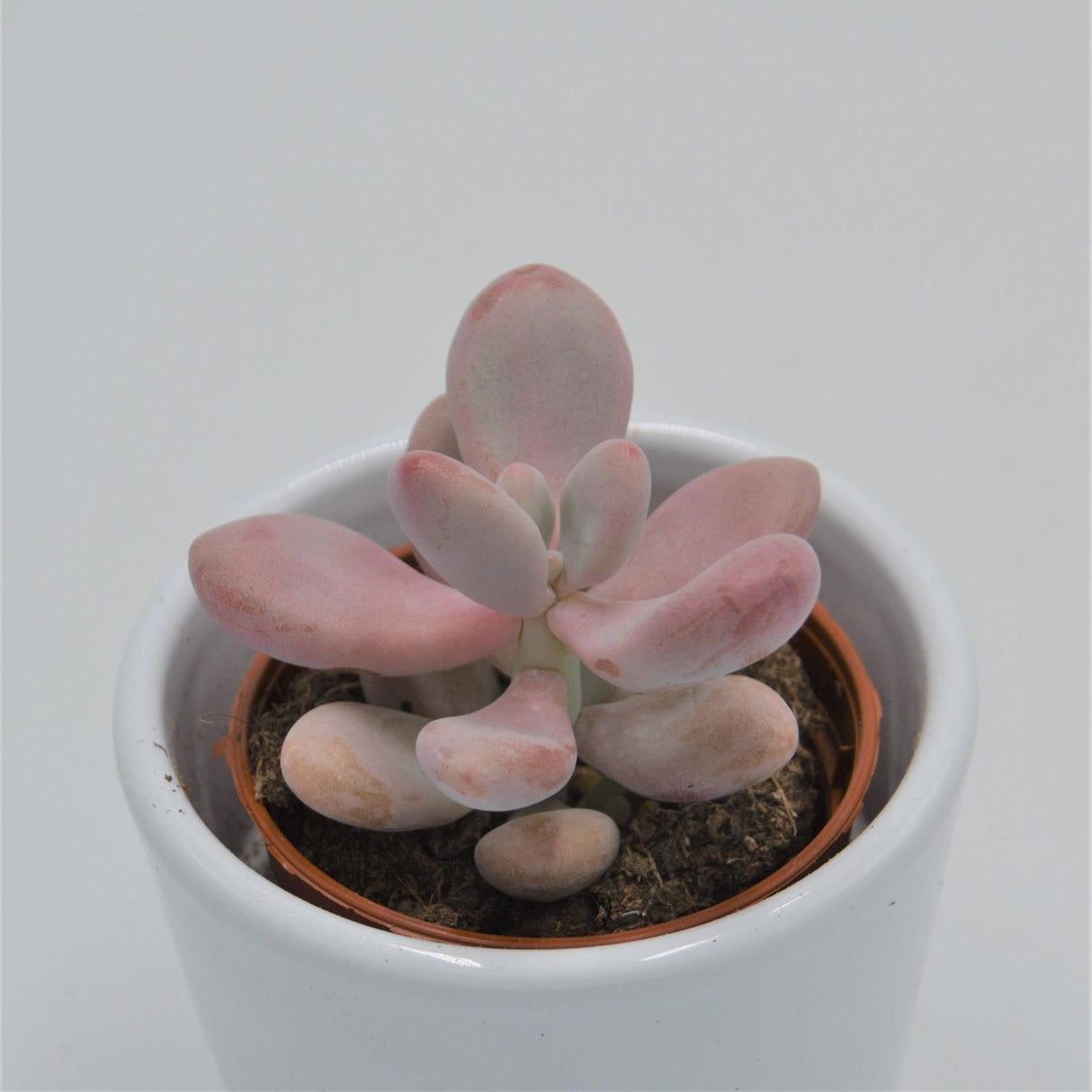 Pachyphytum oviferum Pink Moonstones - 6cm