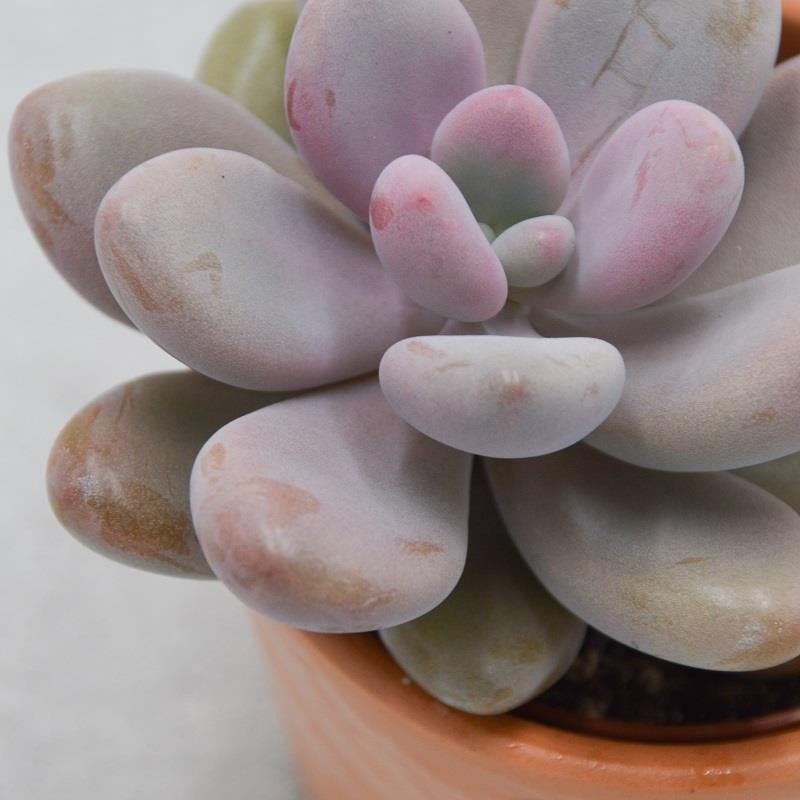 Pachyphytum oviferum Pink Moonstones - 6cm