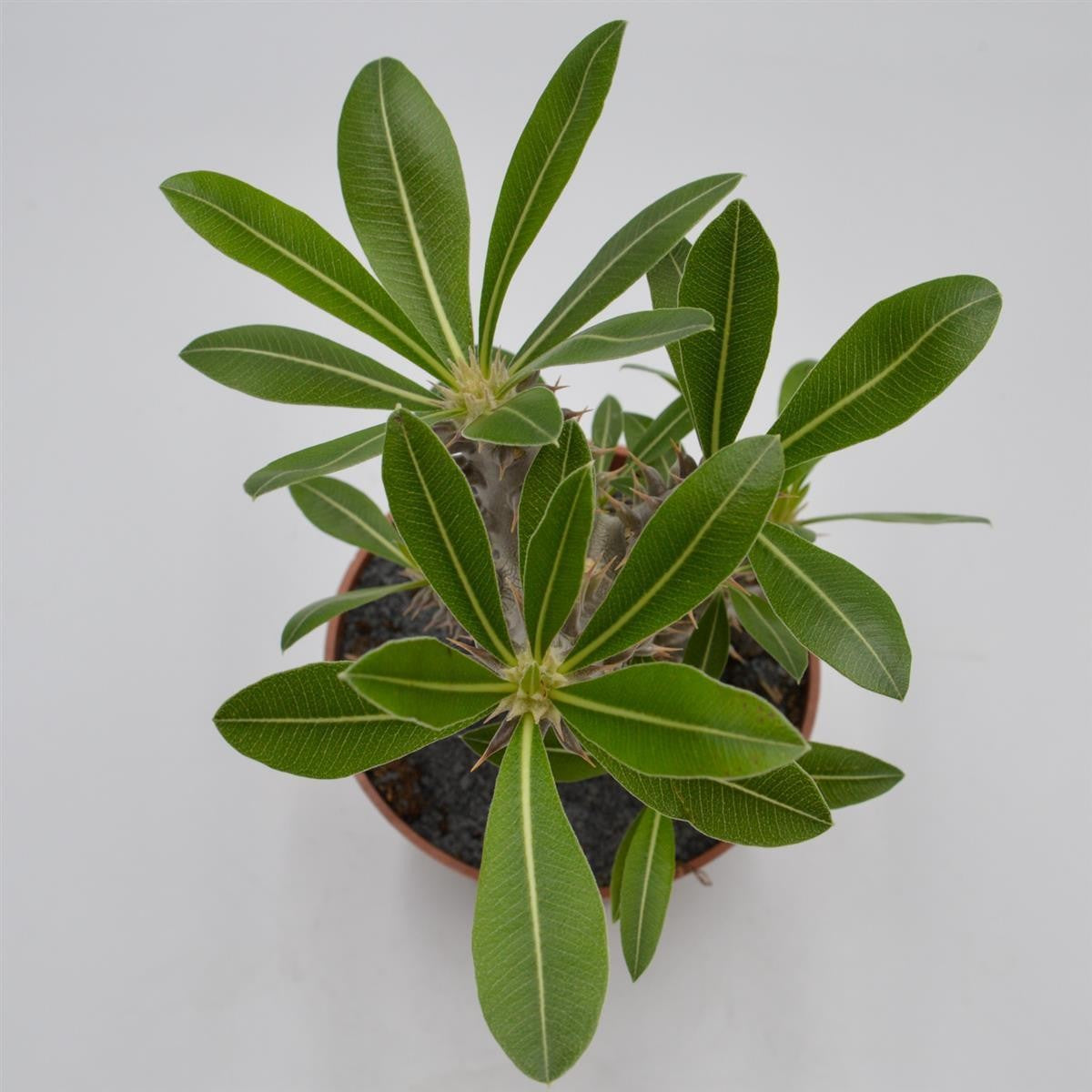 Pachypodium saundersii - 13cm