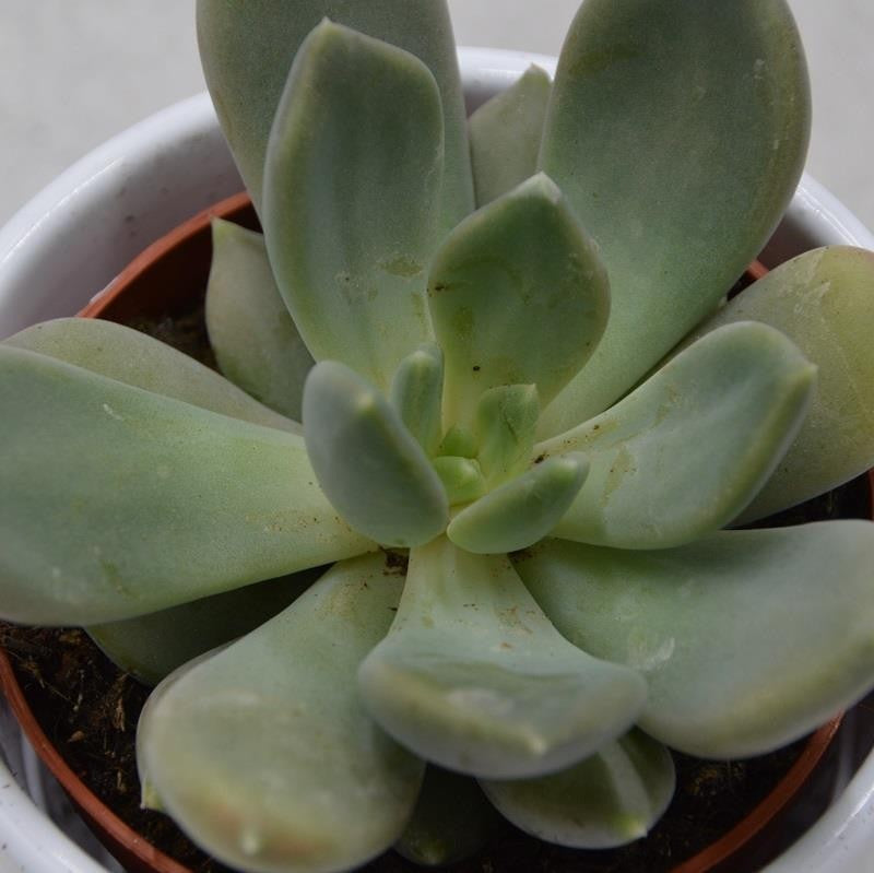 x Pachyveria Alabaster Gem - 8.5cm