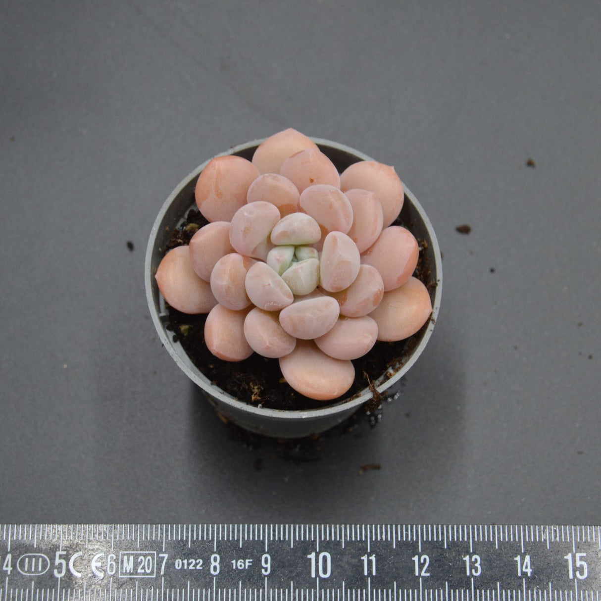 Pachyveria Egret