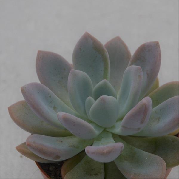 x Graptoveria Opalina - 8.5cm