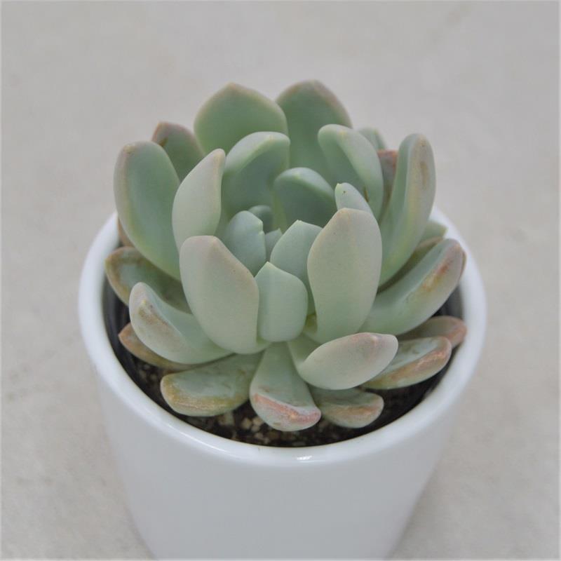 x Pachyveria scheideckeri - 6cm