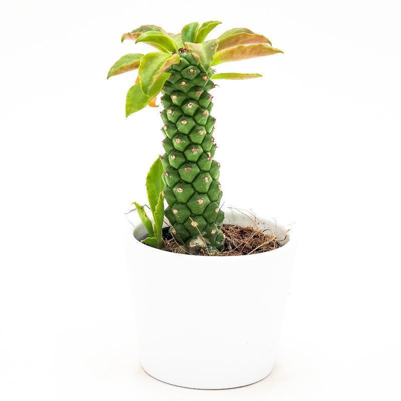 Monadenium stapelioides - 5.5cm