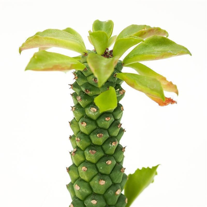 Monadenium stapelioides - 5.5cm