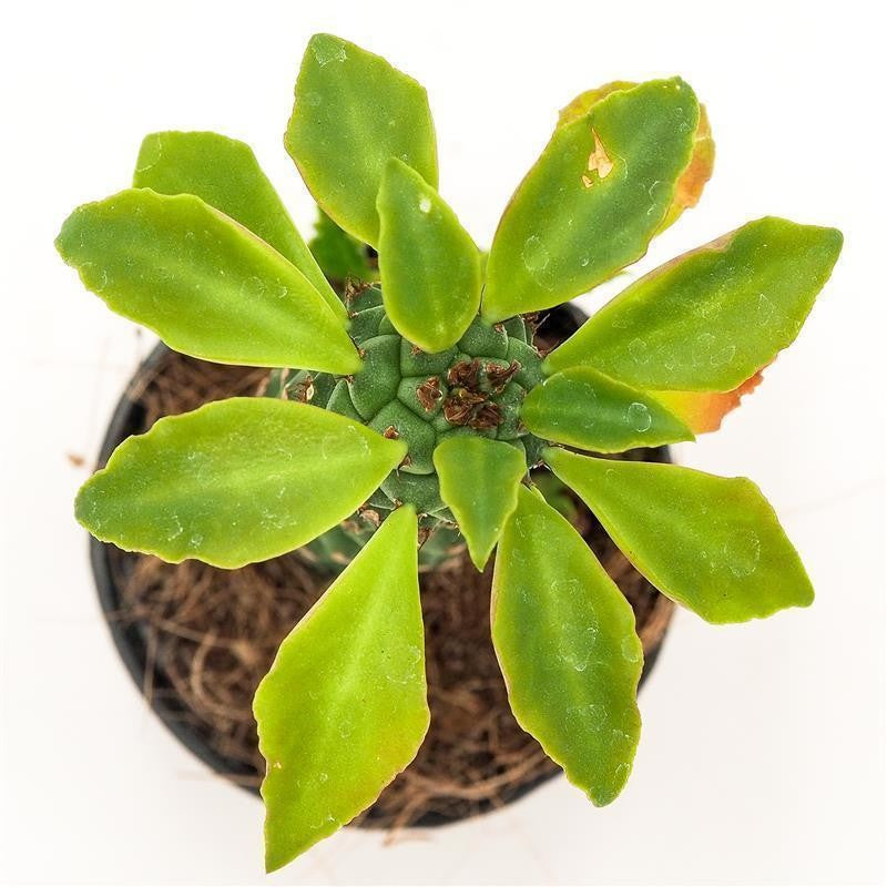 Monadenium stapelioides - 5.5cm